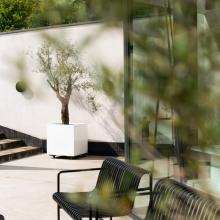 Terrasdetail met olijfboom en zicht op de gevel