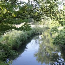 Groene waterkant in de omgeving van Tombeekplage