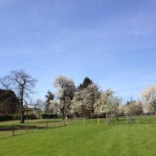 Boomgaard en groene buitenomgeving van de hoeve